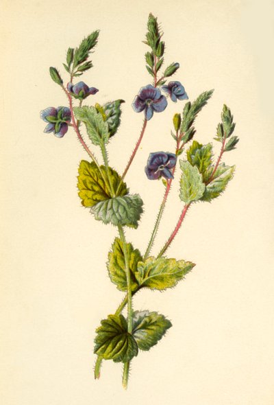 Verónica, 1877 de Frederick Edward Hulme