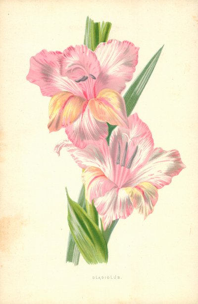 Gladiolo de Frederick Edward Hulme