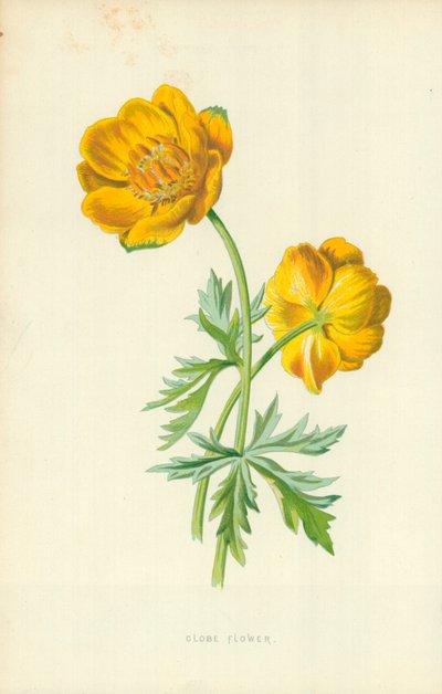 Flor de Globo de Frederick Edward Hulme