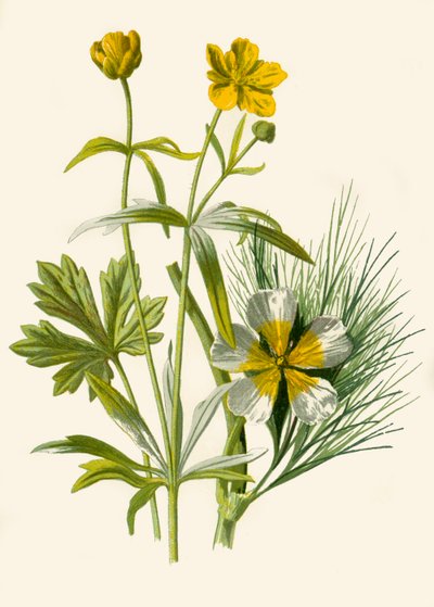 Ricitos de Oro. Ranúnculo de agua, 1877 de Frederick Edward Hulme