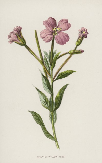Epilobio mayor de Frederick Edward Hulme