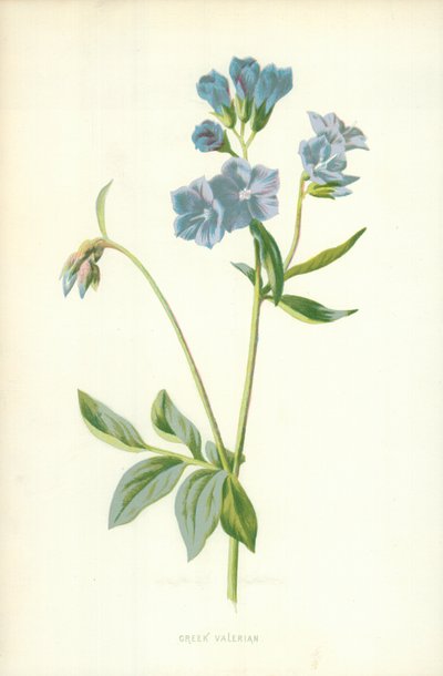 Valeriana Griega de Frederick Edward Hulme