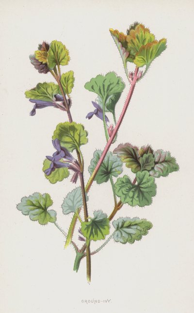Hiedra terrestre de Frederick Edward Hulme