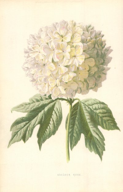Rosa de Gueldres de Frederick Edward Hulme