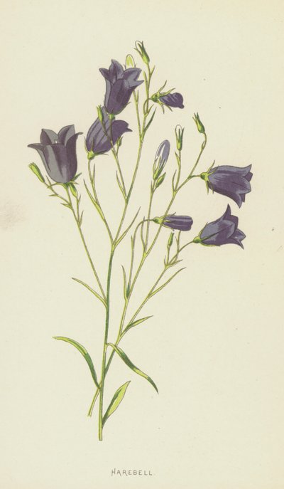 Campanilla de Frederick Edward Hulme