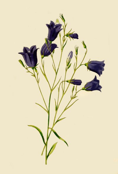 Campanilla, 1877 de Frederick Edward Hulme