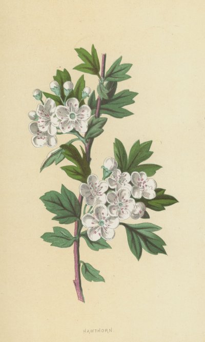 Espino de Frederick Edward Hulme