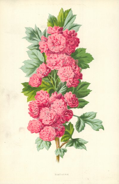 Espino de Frederick Edward Hulme