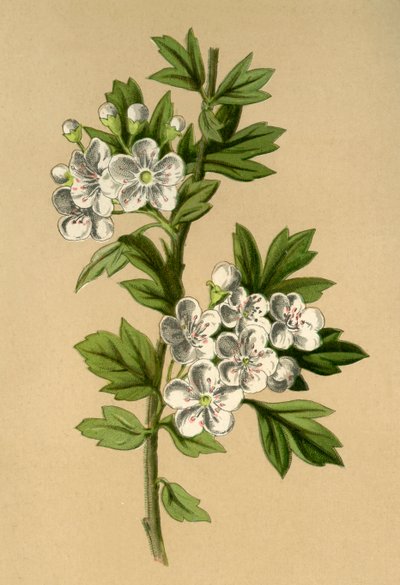 Espino, 1877 de Frederick Edward Hulme