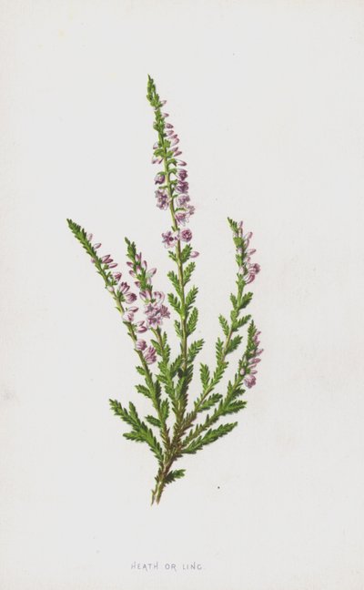 Brezo o Erica de Frederick Edward Hulme