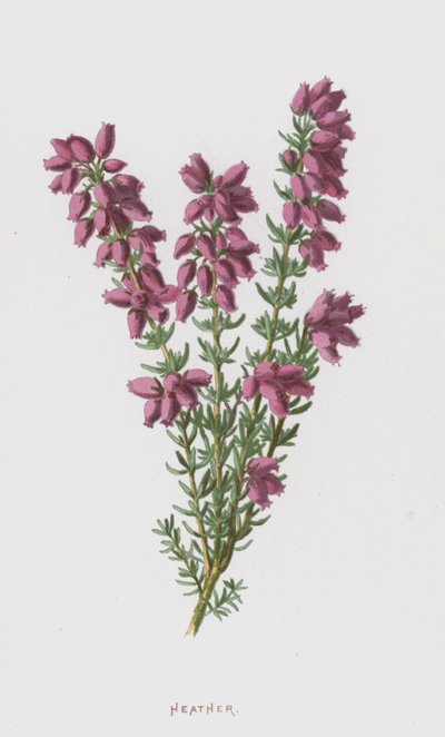 Brezo de Frederick Edward Hulme