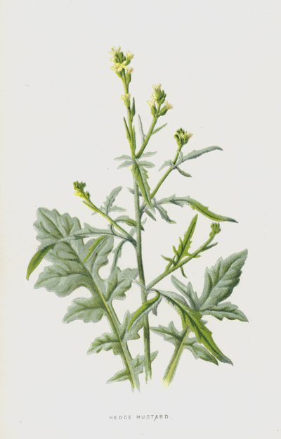 Mostaza de Seto de Frederick Edward Hulme