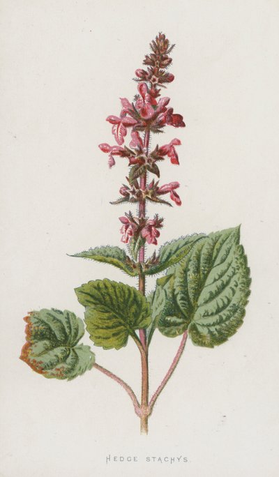Stachys de Seto de Frederick Edward Hulme