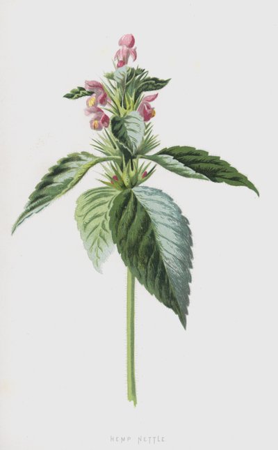 Ortiga de cáñamo de Frederick Edward Hulme