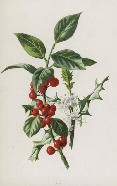 Acebo de Frederick Edward Hulme