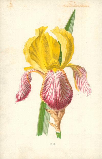 Iris de Frederick Edward Hulme
