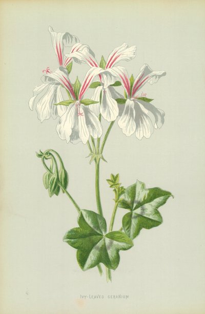 Geranio de hojas de hiedra de Frederick Edward Hulme