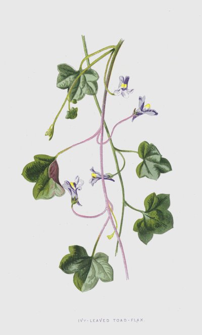 Lino de sapo de hoja de hiedra de Frederick Edward Hulme
