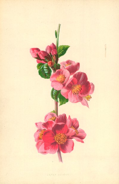 Membrillo japonés de Frederick Edward Hulme