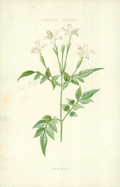 Jazmín de Frederick Edward Hulme