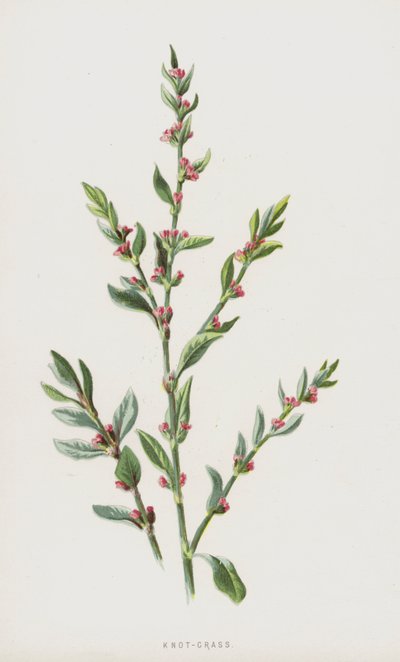 Polygonum aviculare de Frederick Edward Hulme