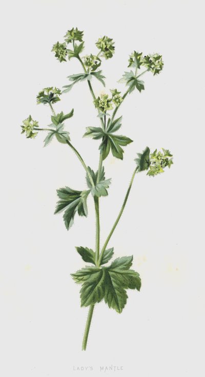 Pie de león de Frederick Edward Hulme