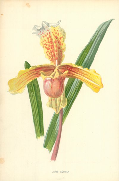 Zapatilla de dama de Frederick Edward Hulme