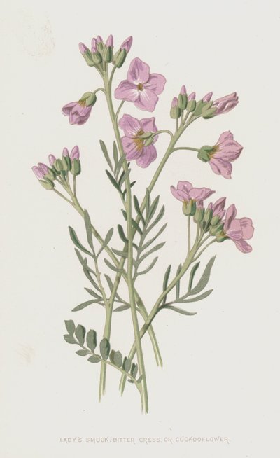 Cardamina, berro amargo o flor de cuco de Frederick Edward Hulme