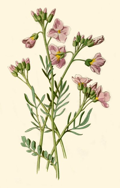 Cardamina, Berro Amargo o Flor del Cuco, 1877 de Frederick Edward Hulme