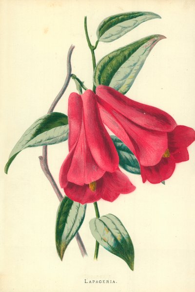 Lapageria de Frederick Edward Hulme
