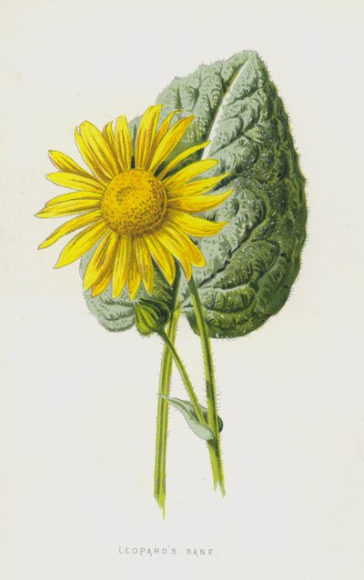 Árnica de Frederick Edward Hulme