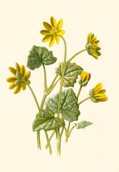 Lesser Celandine de Frederick Edward Hulme