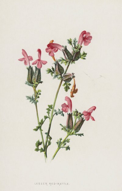 Rattle menor de Frederick Edward Hulme