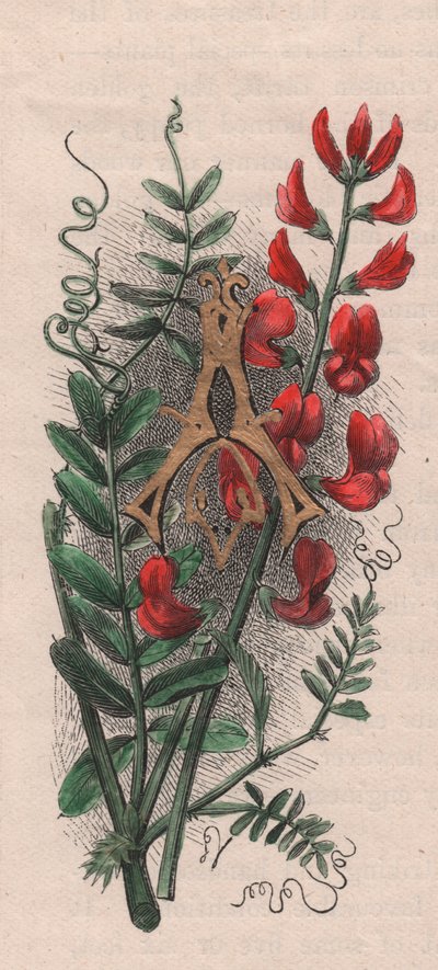 Letra A, letra mayúscula, grabado en acuarela, cm 10x5, por Frederick Edward Hulme (1841-1909) de The familiar Garden Flower, circa 1880 de Frederick Edward Hulme