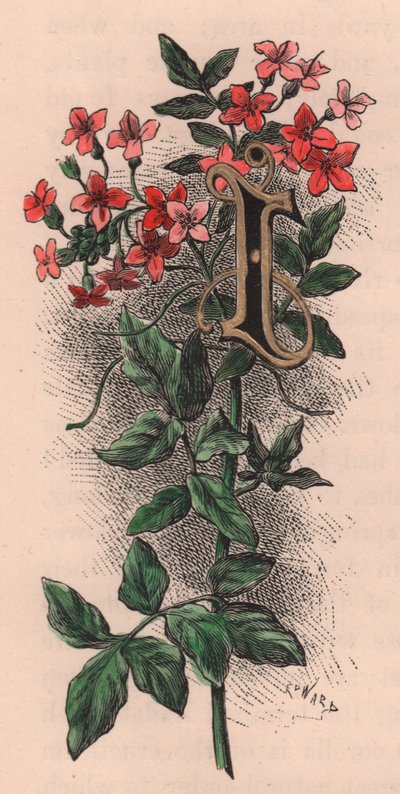 Letra I, letra mayúscula, grabado en acuarela, cm 10x5, por Frederick Edward Hulme (1841-1909) de The familiar Garden Flower, hacia 1880 de Frederick Edward Hulme