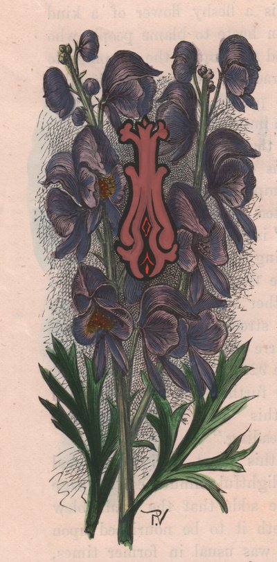 Letra I, letra mayúscula, grabado en acuarela, cm 10x5, por Frederick Edward Hulme (1841-1909) de The familiar Garden Flower, hacia 1880 de Frederick Edward Hulme
