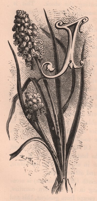 Letra J, letra mayúscula, grabado, cm 10x5, por Frederick Edward Hulme (1841-1909) de The familiar Garden Flower, circa 1880 de Frederick Edward Hulme