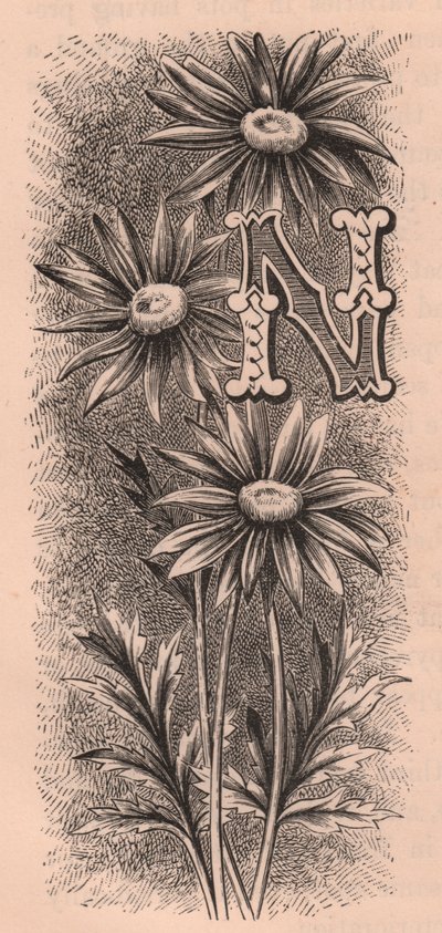 Letra N, letra mayúscula, grabado, cm 10x5, por Frederick Edward Hulme (1841-1909) de The familiar Garden Flower, circa 1880 de Frederick Edward Hulme