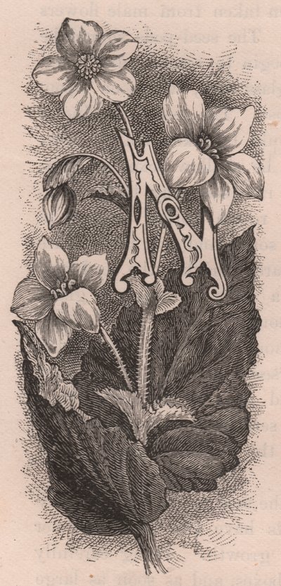 Letra N, letra mayúscula, grabado, cm 10x5, por Frederick Edward Hulme (1841-1909) de The familiar Garden Flower, circa 1880 de Frederick Edward Hulme