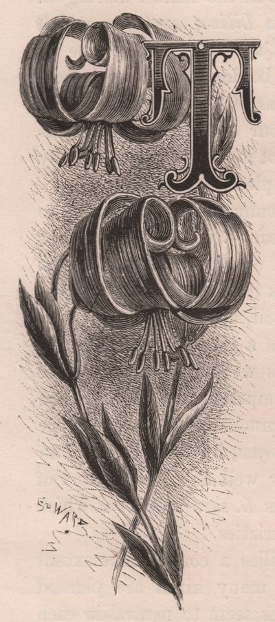 Letra T, letra mayúscula, grabado, cm 10x5, por Frederick Edward Hulme (1841-1909) de The familiar Garden Flower, circa 1880 de Frederick Edward Hulme
