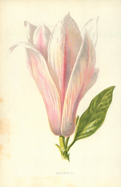 Magnolia de Frederick Edward Hulme