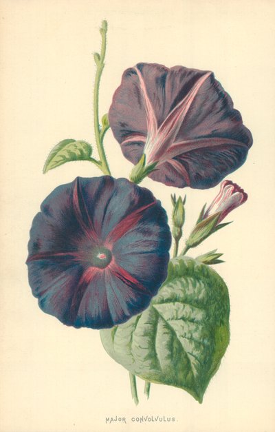 Mayor Convolvulus de Frederick Edward Hulme