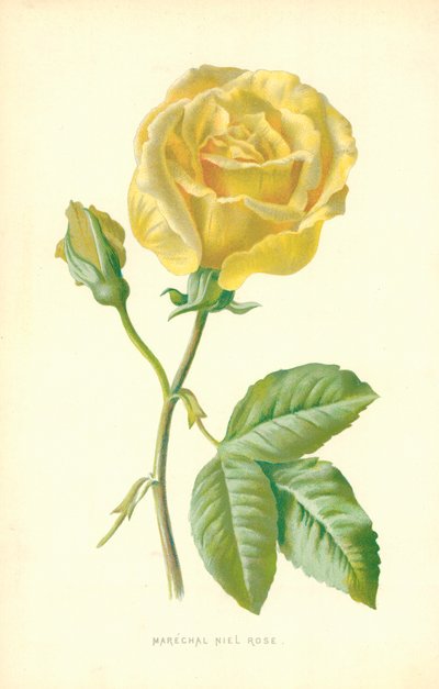 Rosa Marechal Niel de Frederick Edward Hulme