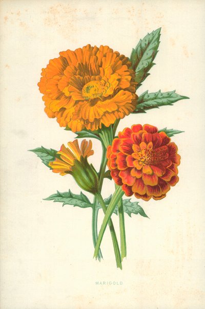 Caléndula de Frederick Edward Hulme