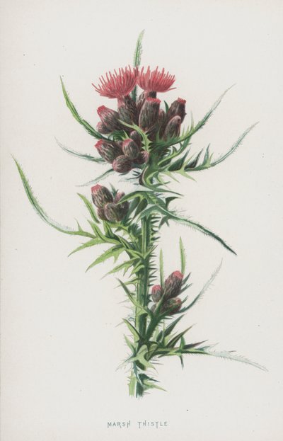 Cardo de pantano de Frederick Edward Hulme