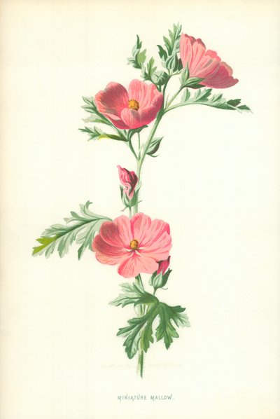 Malva en miniatura de Frederick Edward Hulme