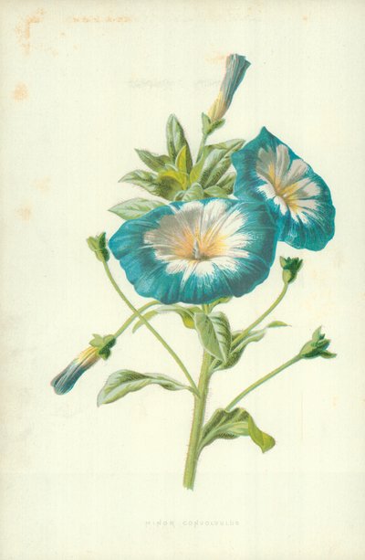Campanilla Menor de Frederick Edward Hulme