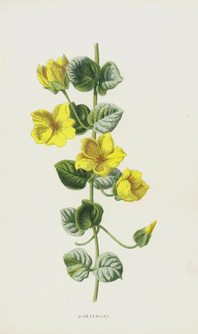 Hierba del Dinero de Frederick Edward Hulme