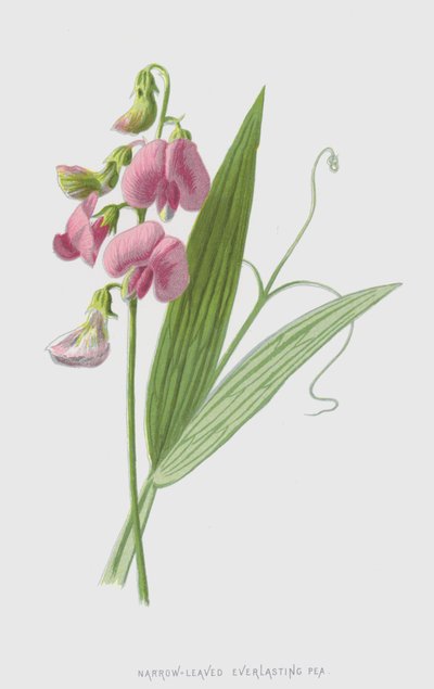 Guisante de hoja estrecha de Frederick Edward Hulme