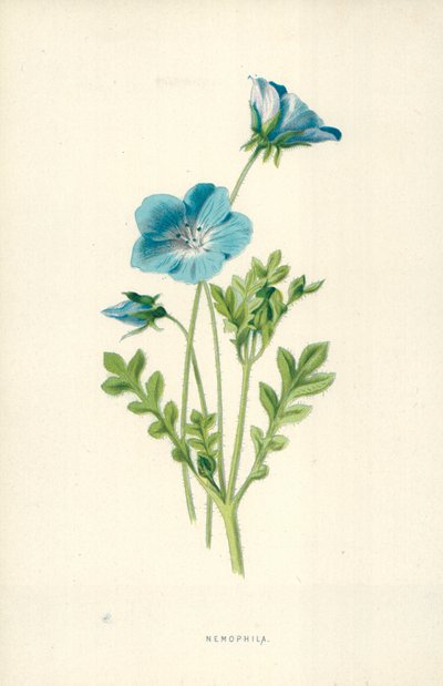 Nemophila de Frederick Edward Hulme